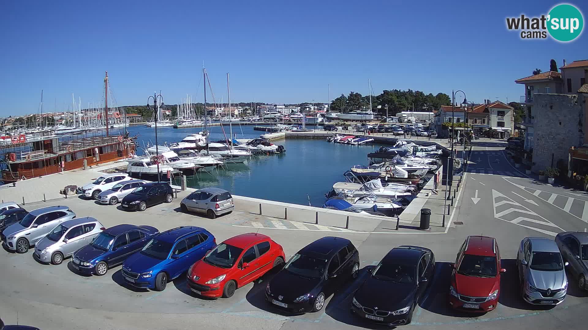 Novigrad | Porporela marina