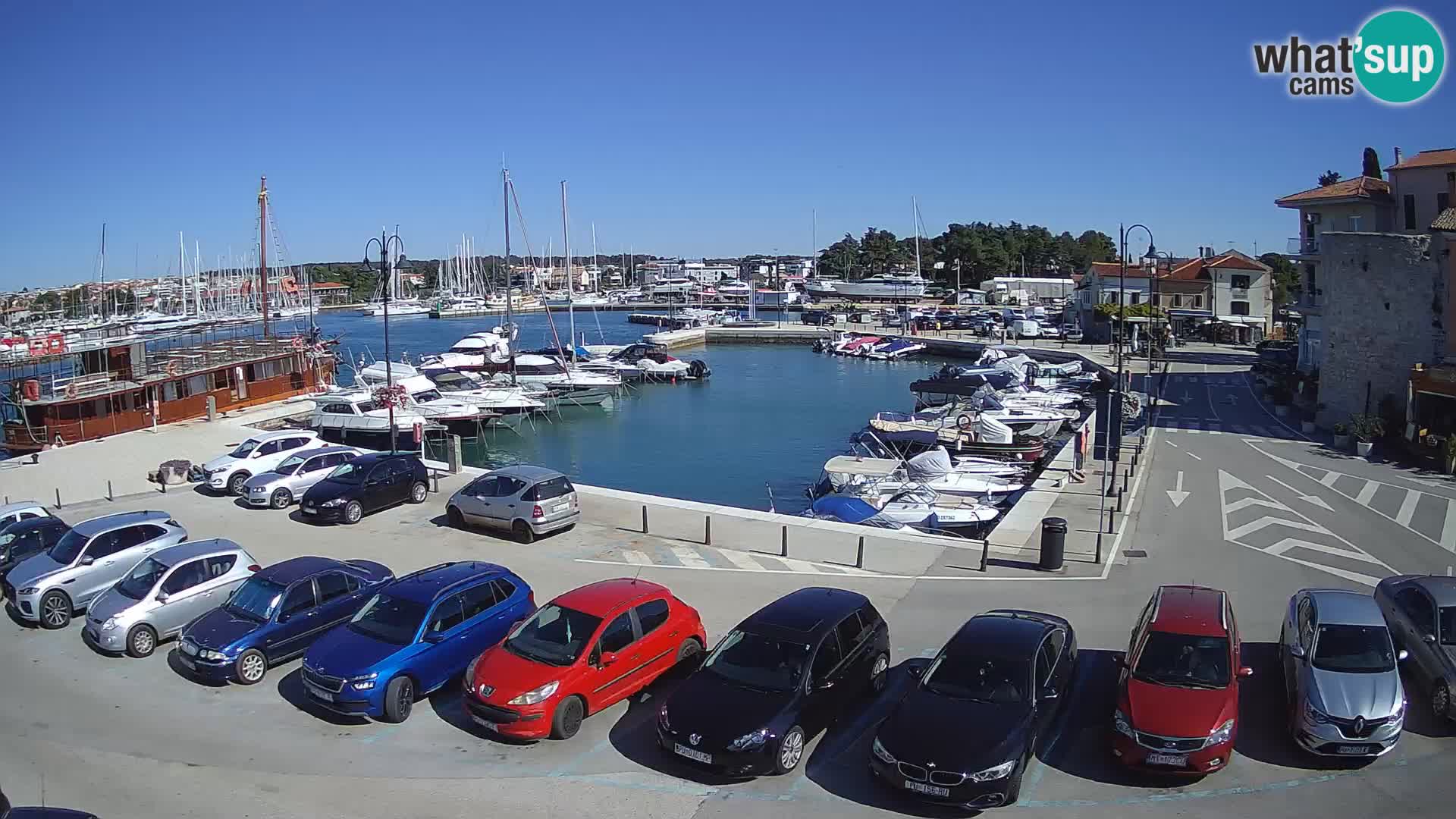 Novigrad | Porporela marina