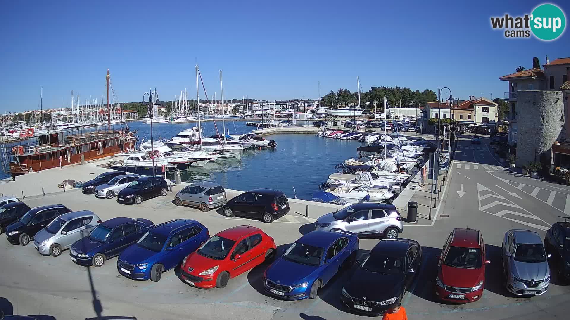 Novigrad | Porporela marina