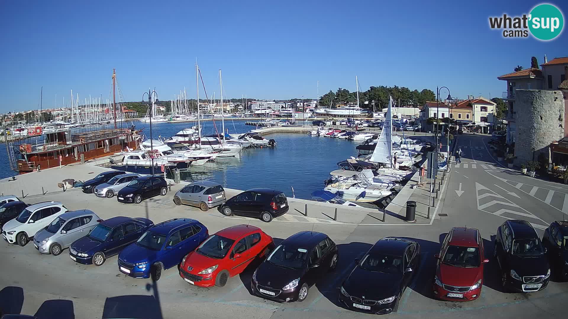 Novigrad | Porporela marina