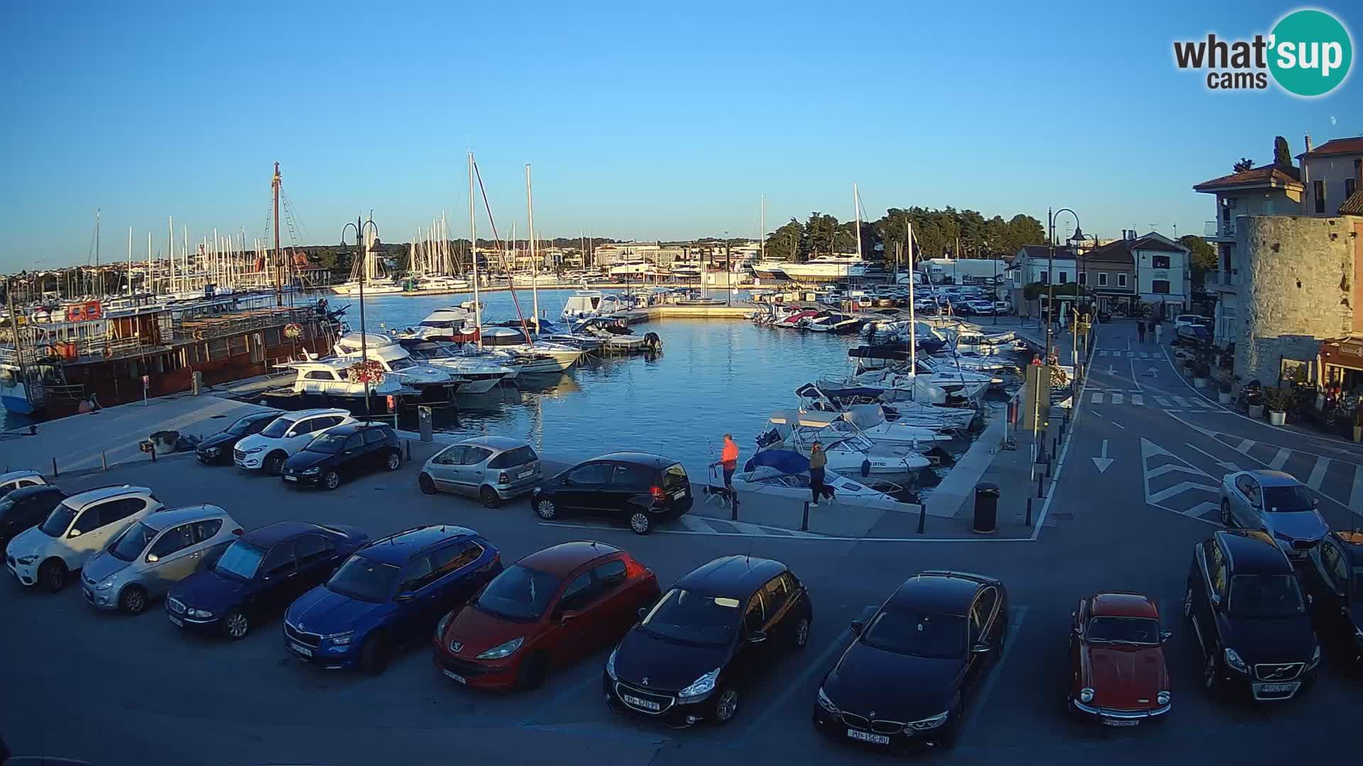 Novigrad | Porporela marina