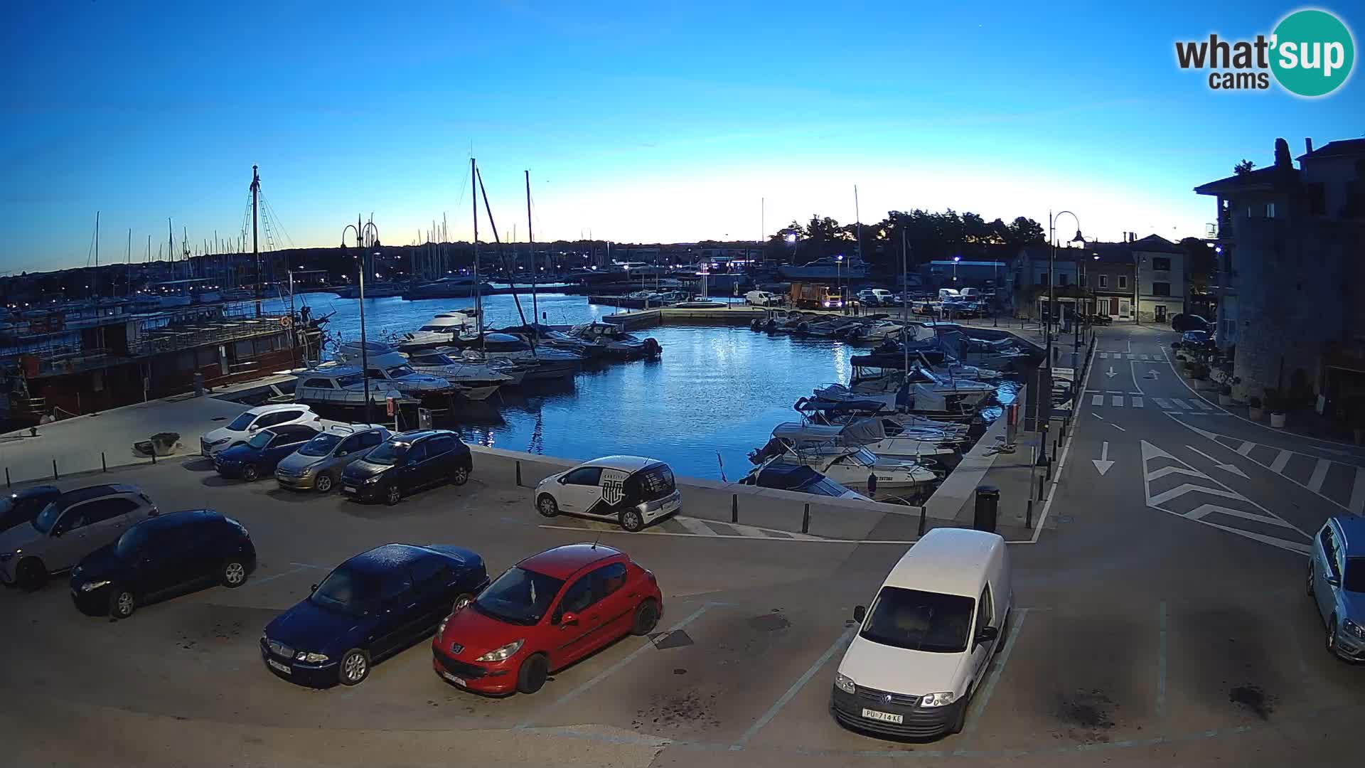 Novigrad | Porporela marina
