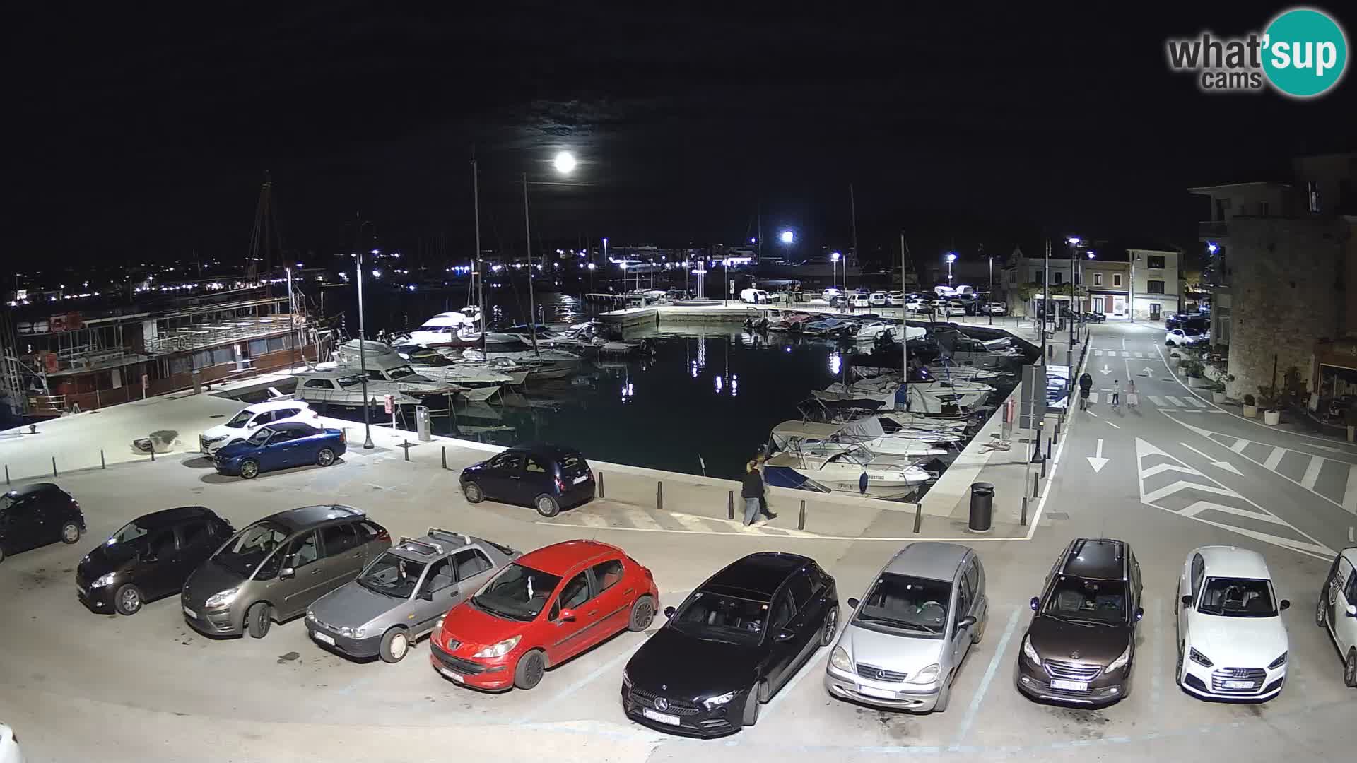 Novigrad | Porporela marina