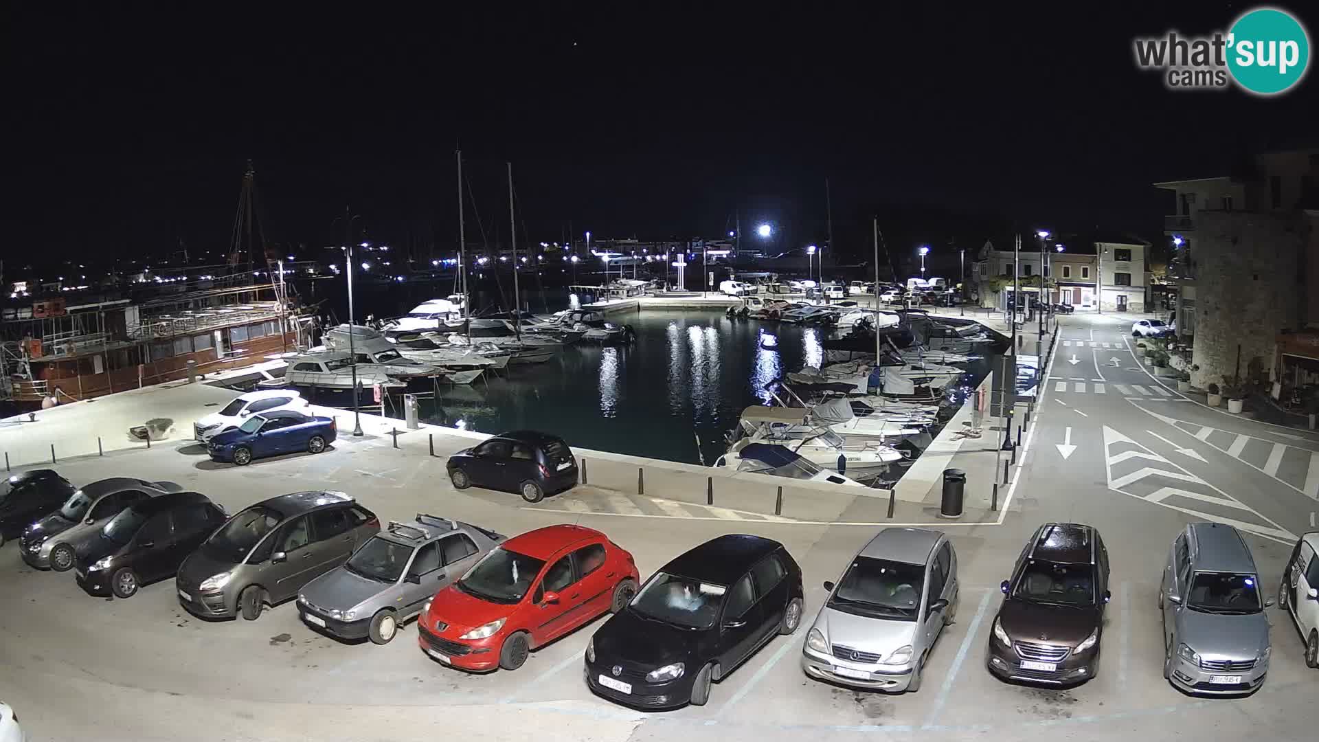 Novigrad | Porporela marina