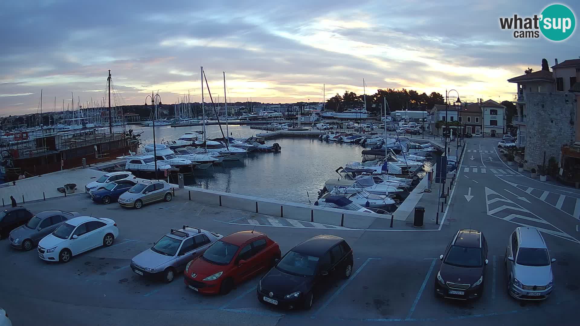 Novigrad | Porporela marina