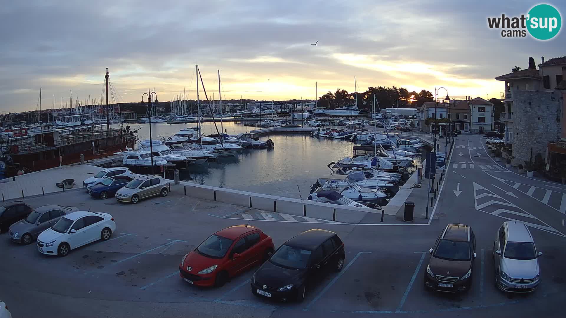 Novigrad | Porporela marina
