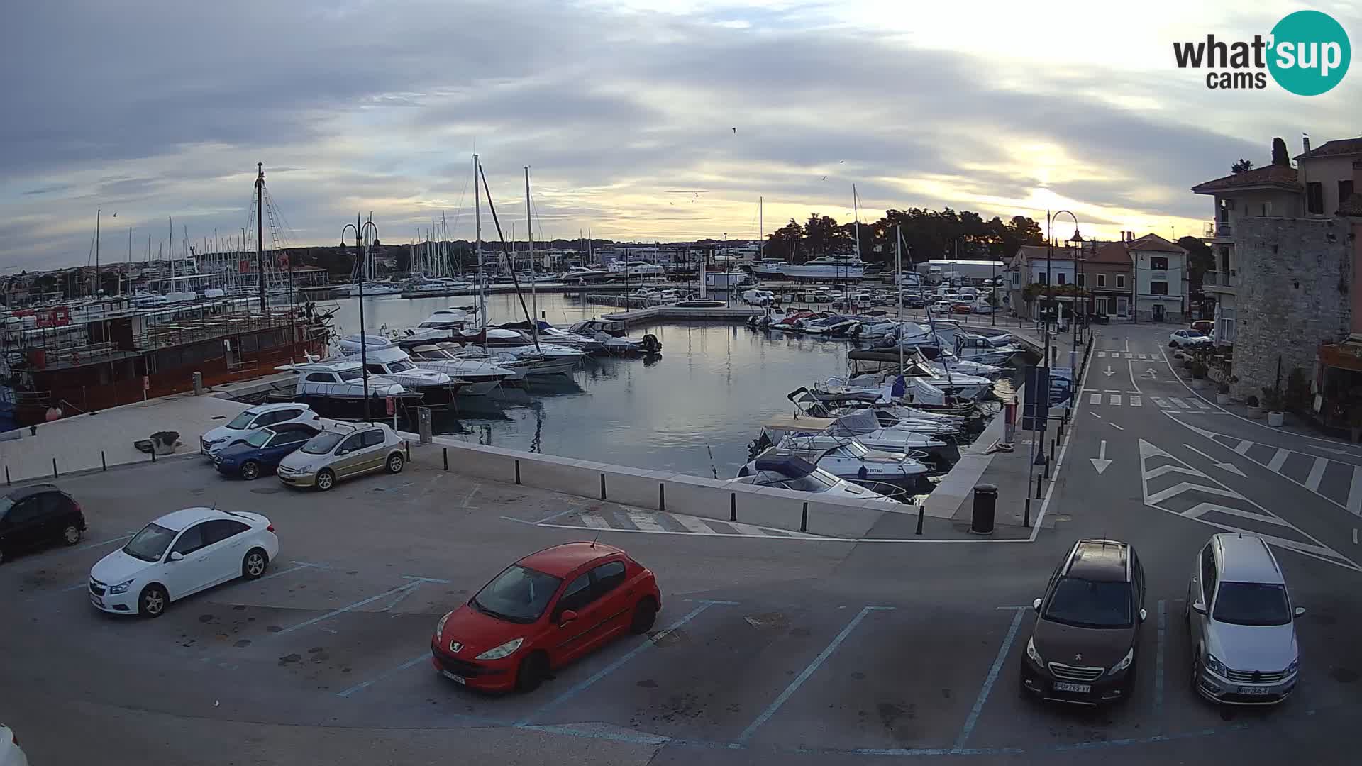 Novigrad | Porporela marina