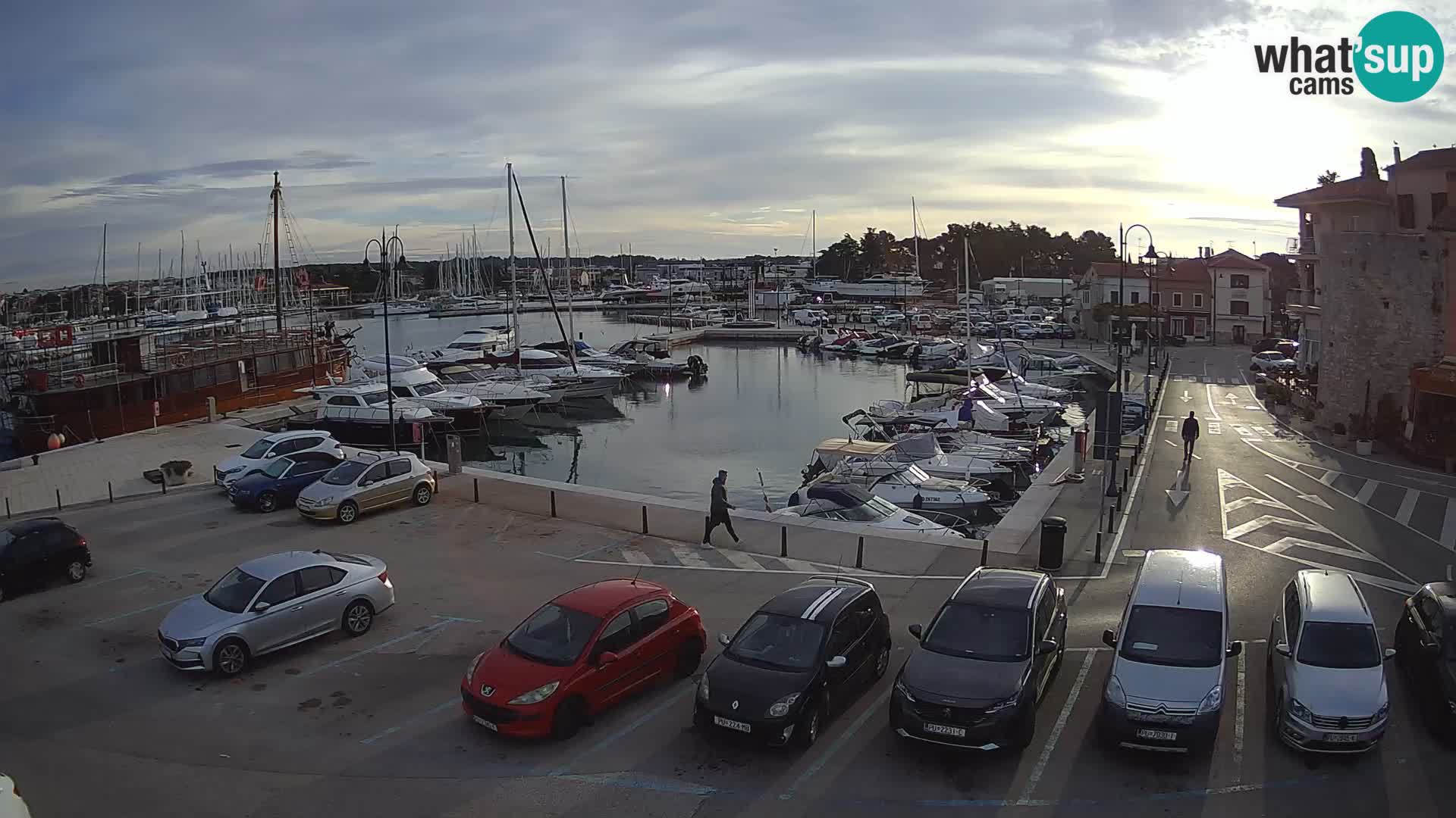 Novigrad | Porporela marina