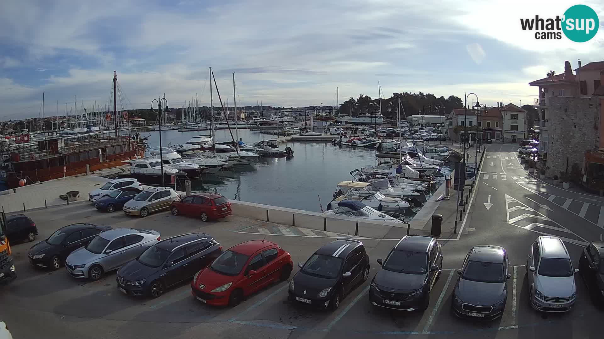 Novigrad | Porporela marina