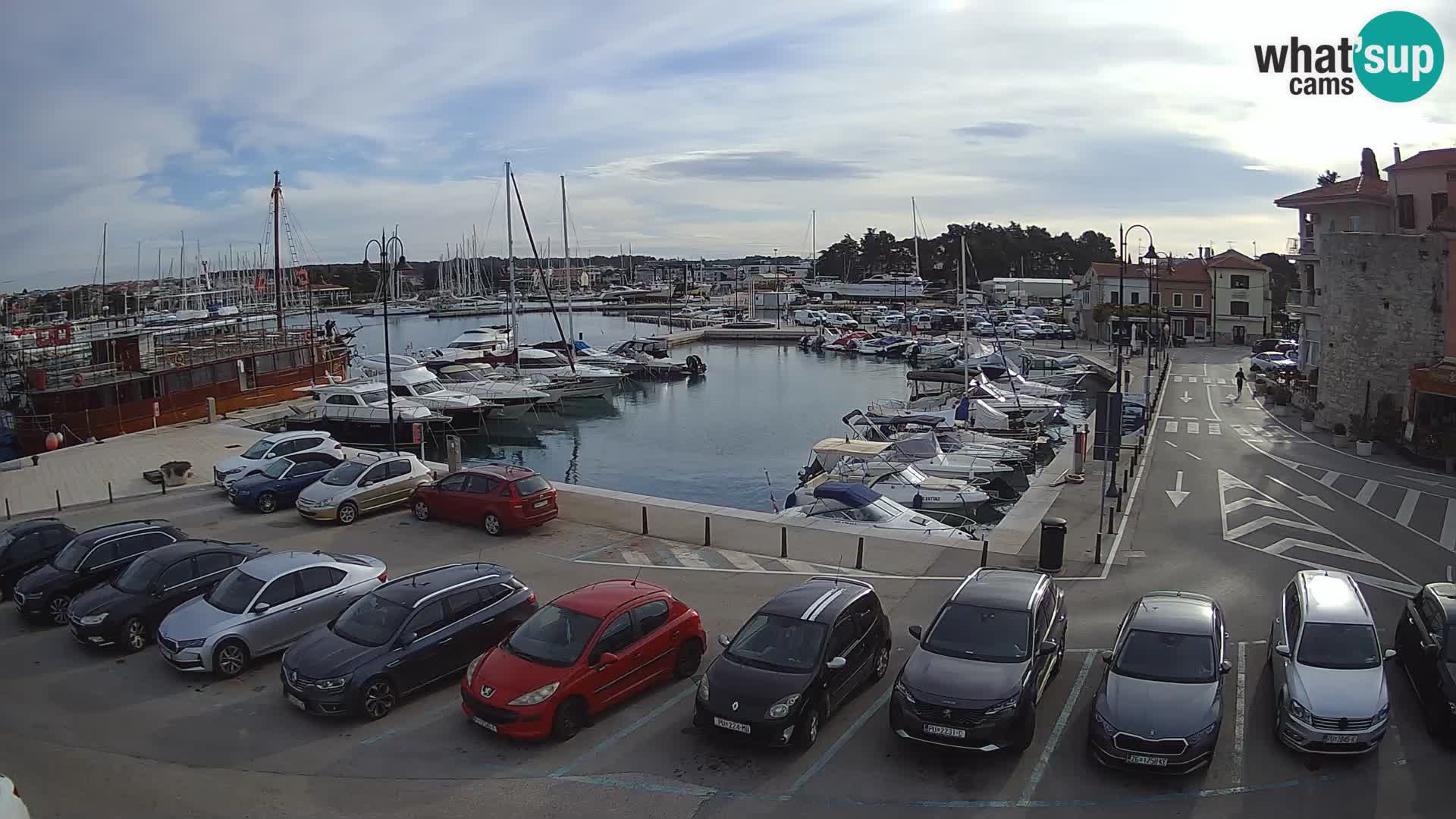 Novigrad | Porporela marina