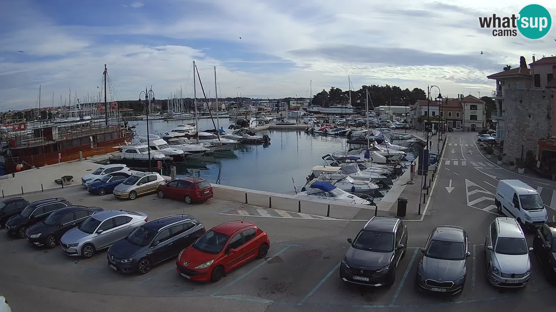 Novigrad | Porporela marina