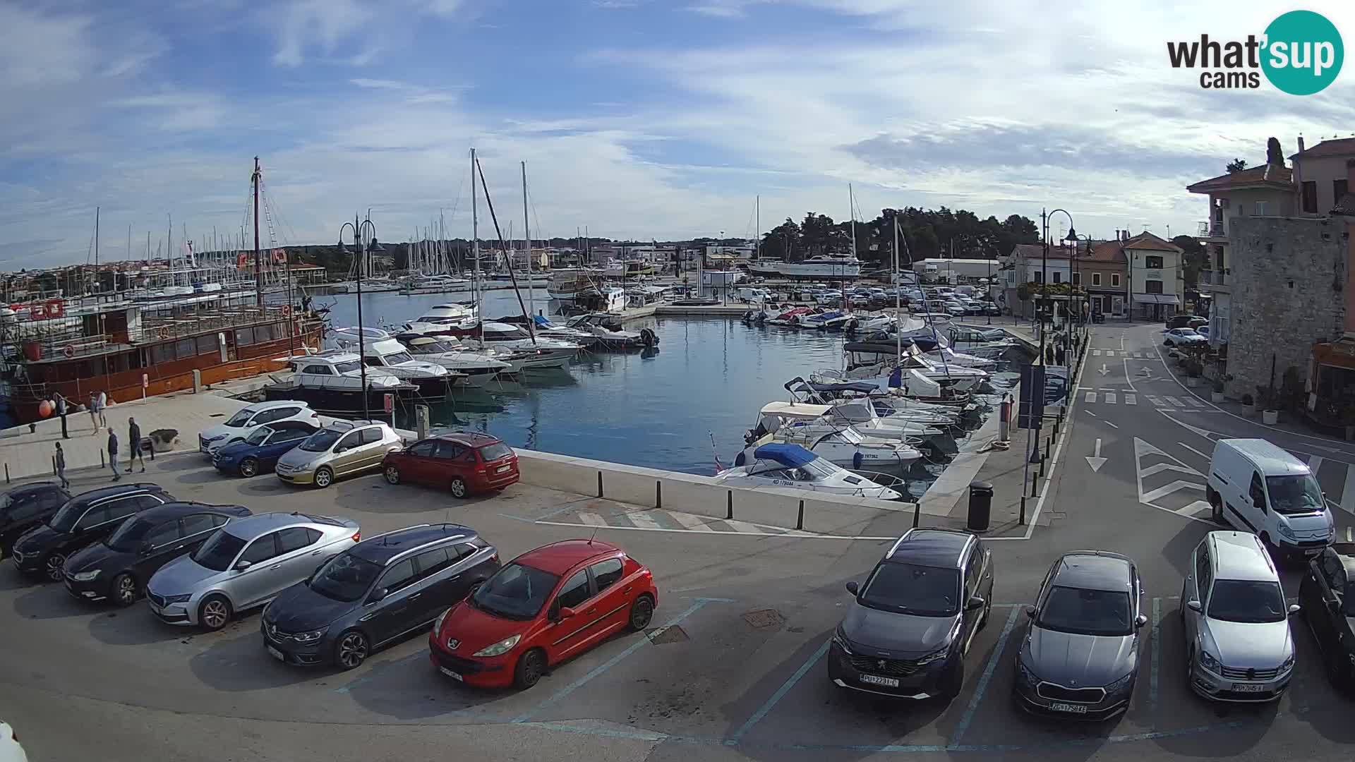 Novigrad | Porporela marina