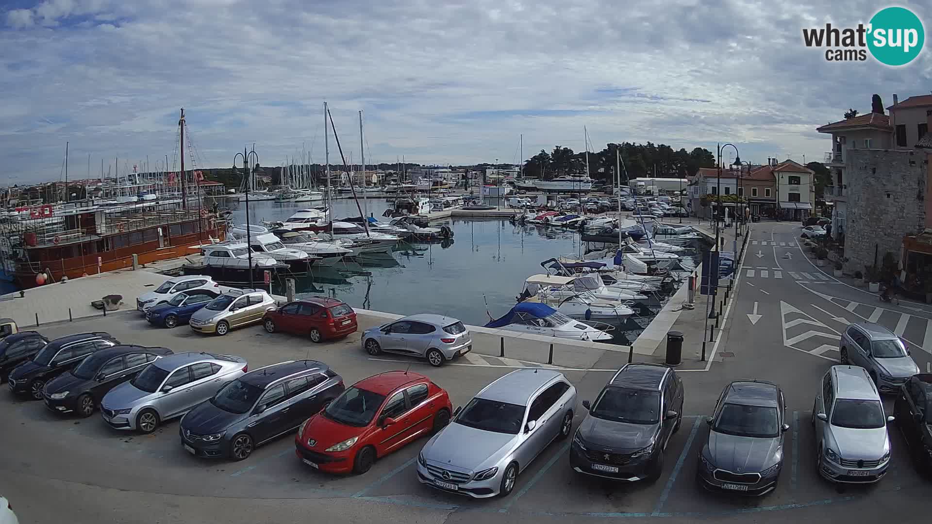 Novigrad | Porporela marina