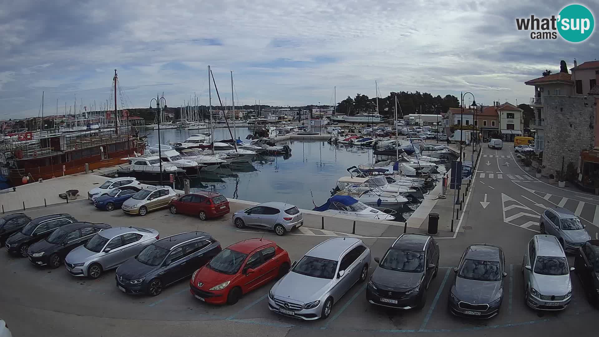 Novigrad | Porporela marina