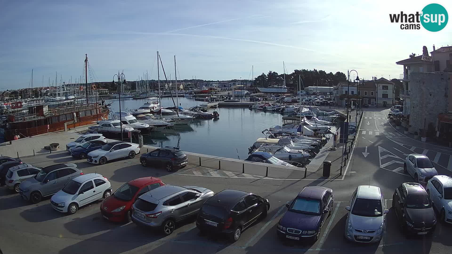 Novigrad | Porporela marina