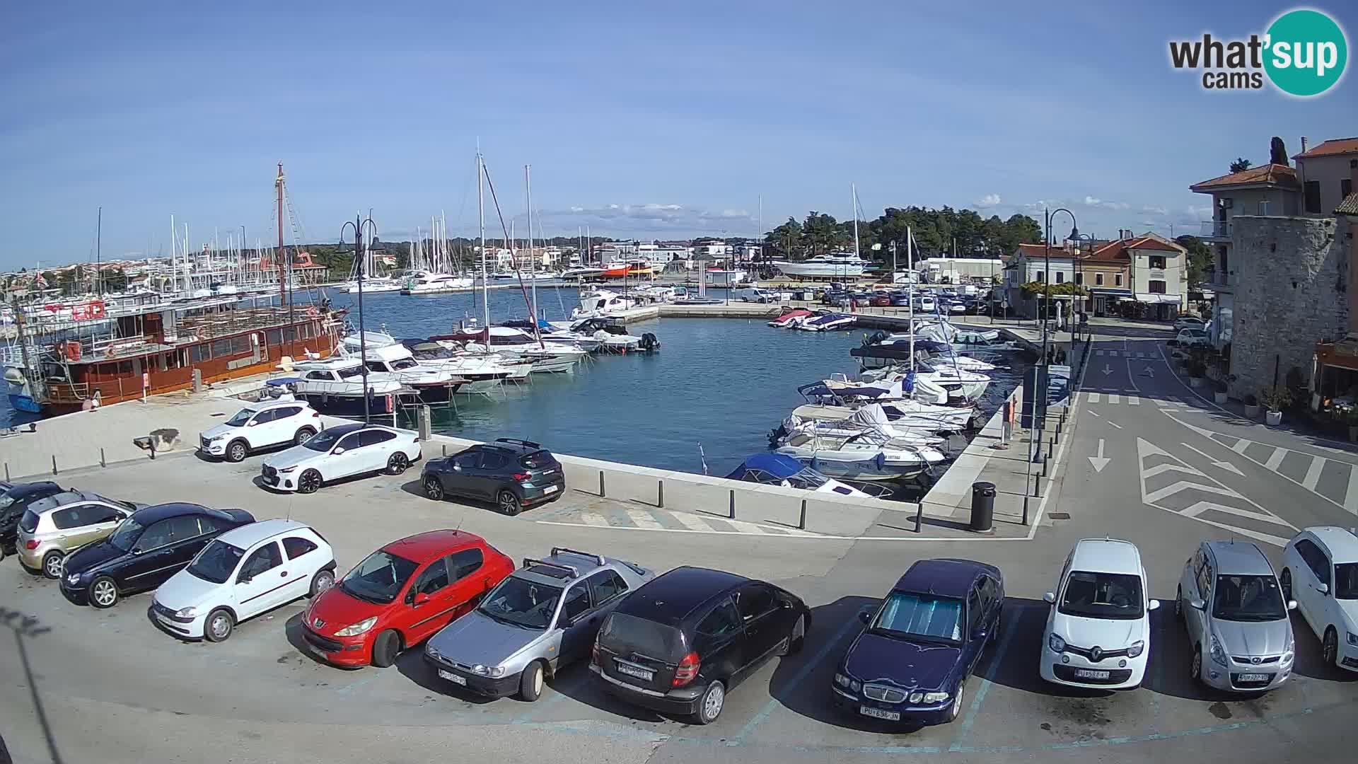 Novigrad | Porporela marina