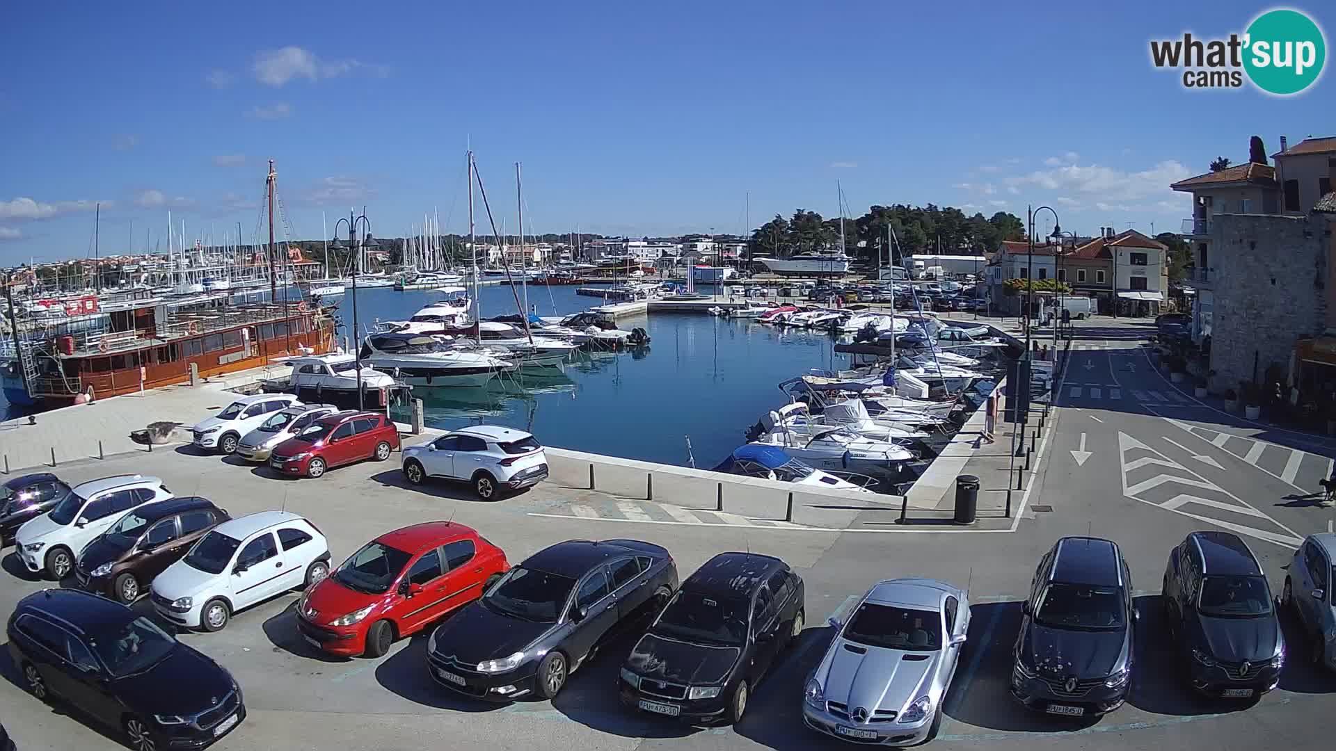 Novigrad | Porporela marina