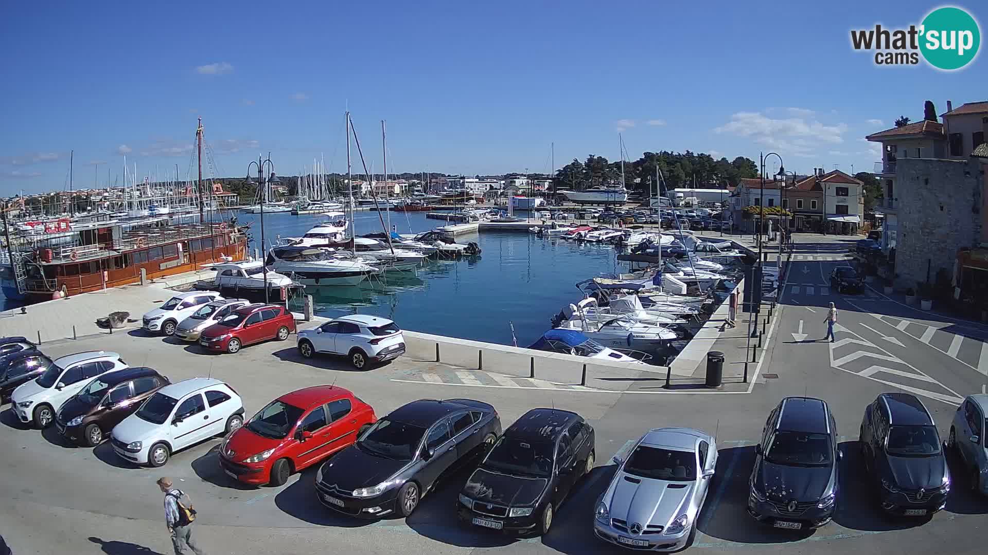 Novigrad | Porporela marina