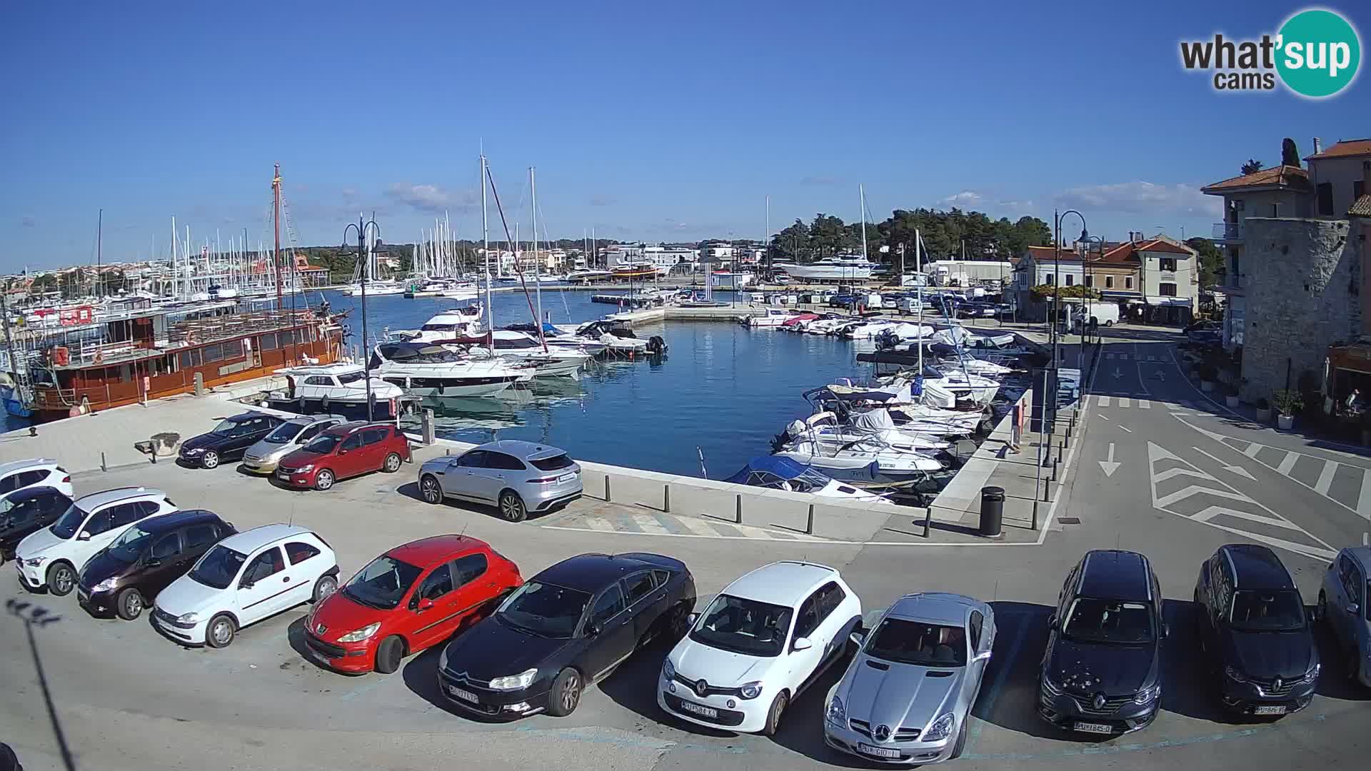 Novigrad | Porporela marina