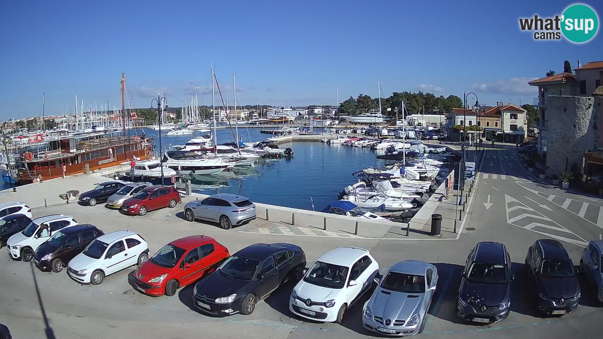Novigrad | Porporela marina