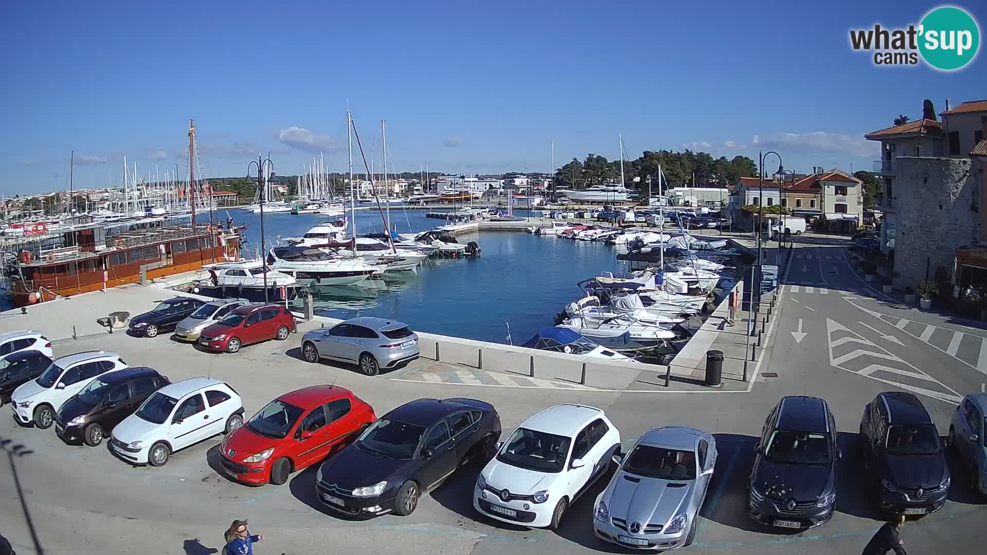Novigrad | Porporela marina