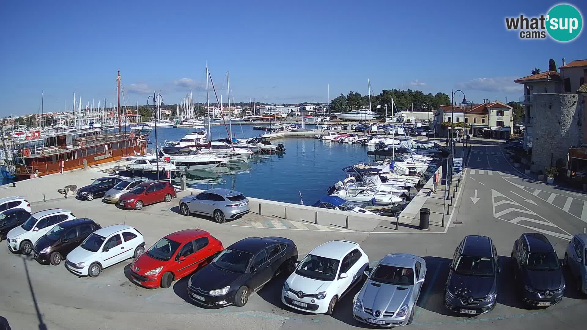 Novigrad | Porporela marina