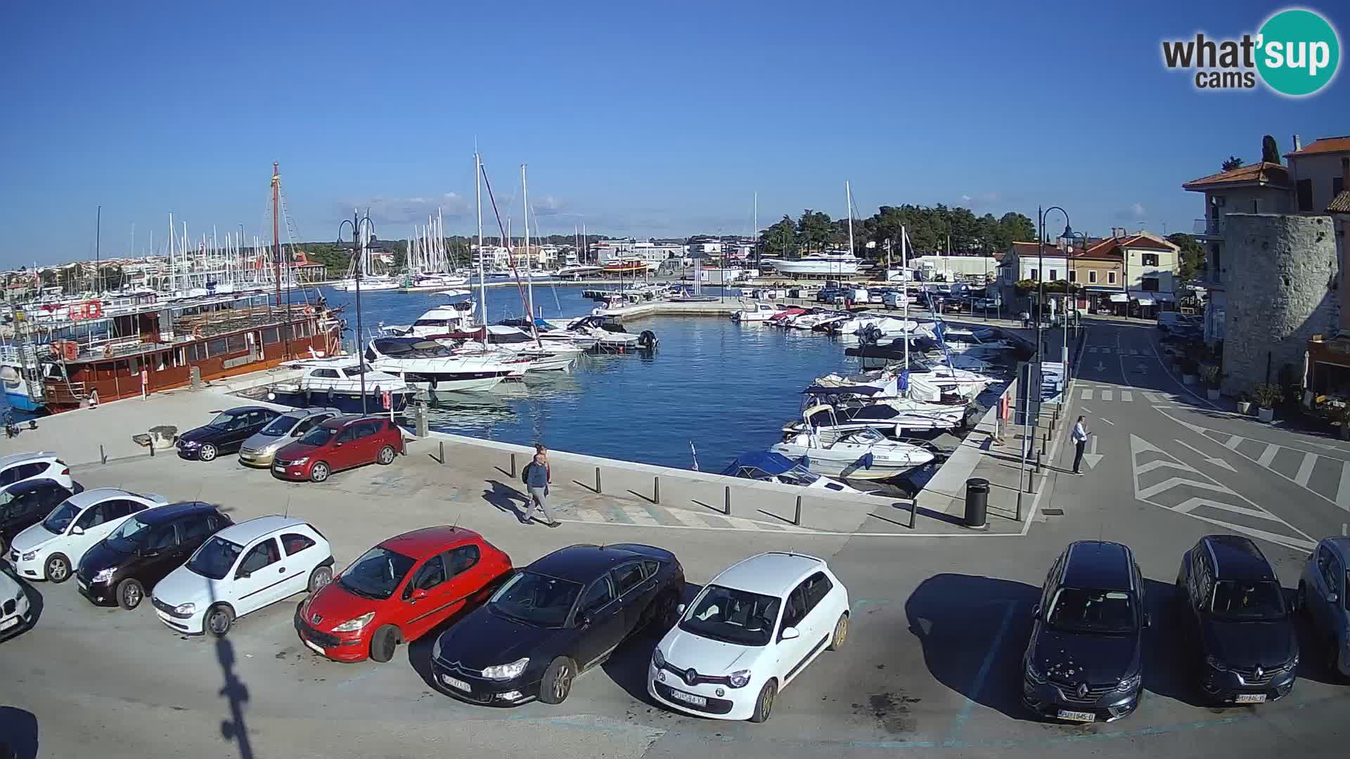 Novigrad | Porporela marina