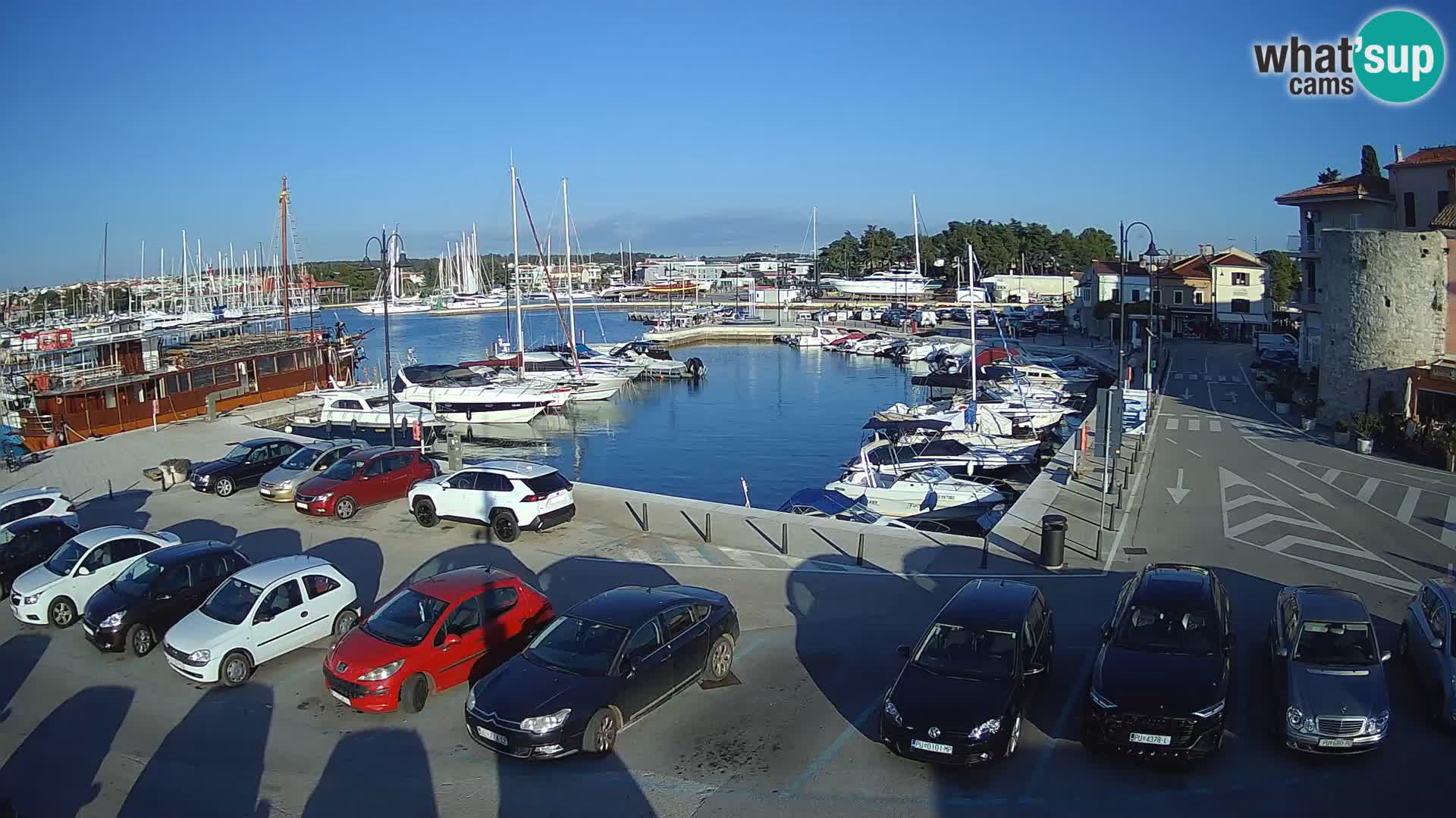 Novigrad | Porporela marina