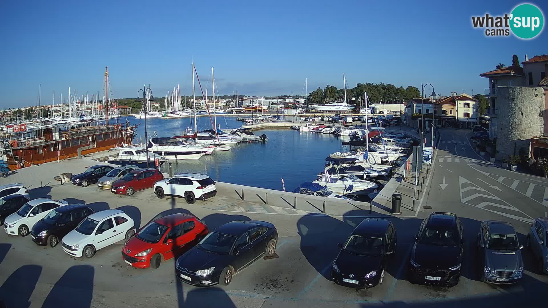 Novigrad | Porporela marina