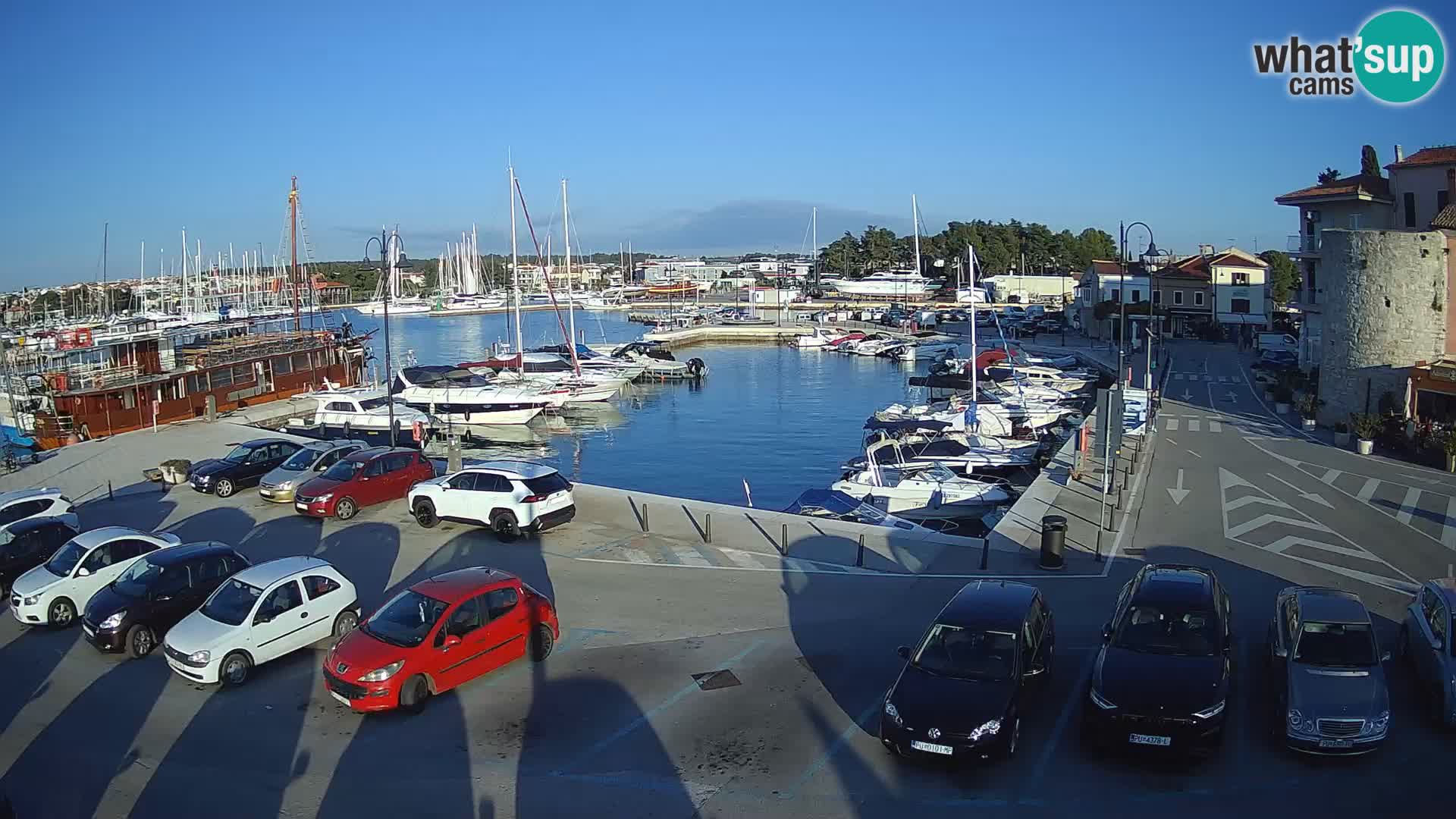 Novigrad | Porporela marina