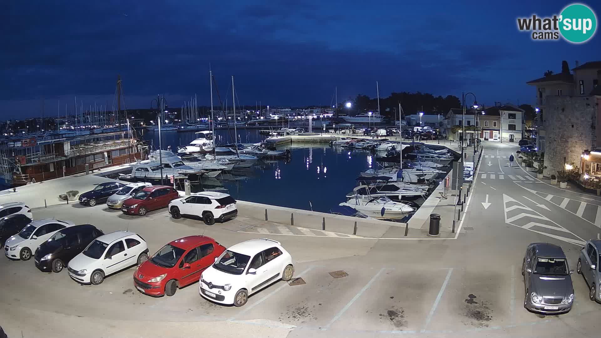 Novigrad | Porporela marina