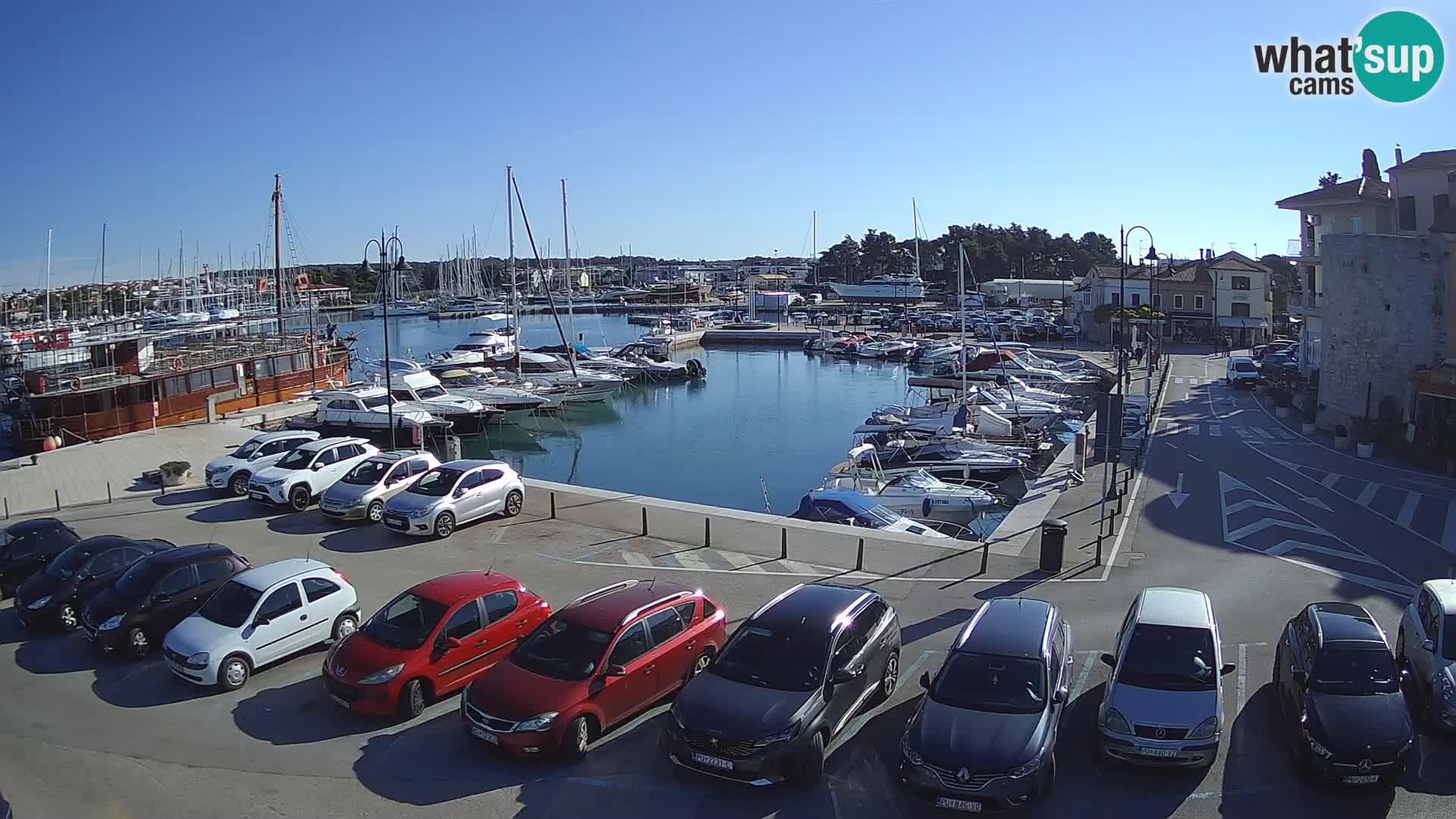Novigrad | Porporela marina