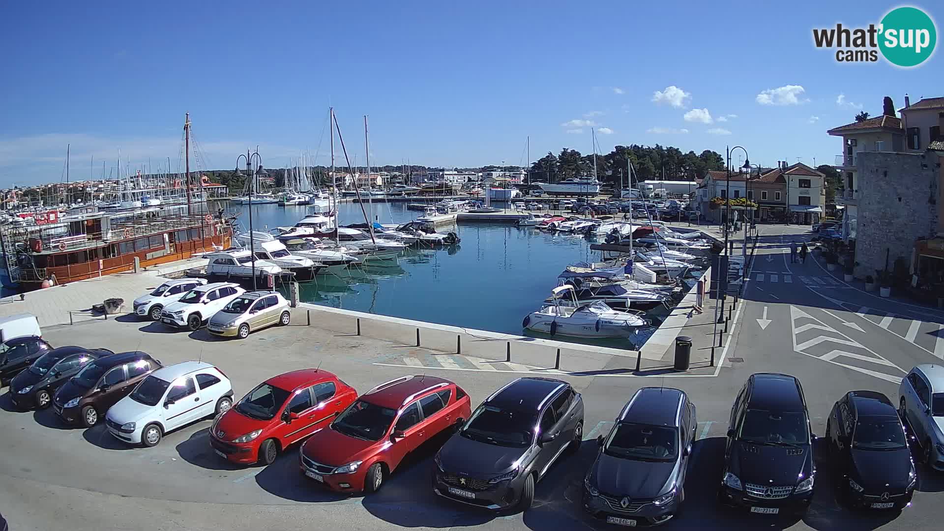 Novigrad | Porporela marina