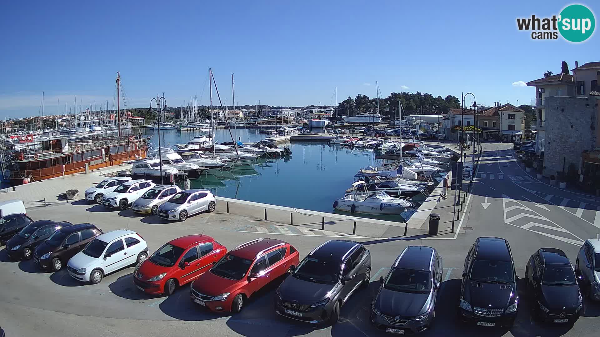 Novigrad | Porporela marina