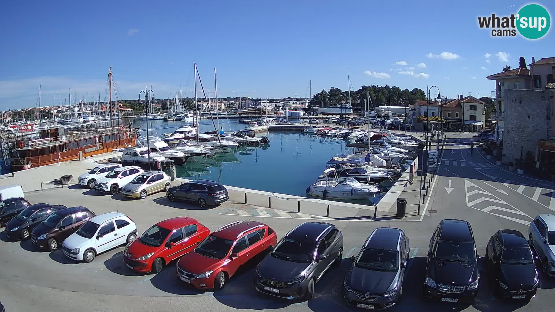 Novigrad | Porporela marina