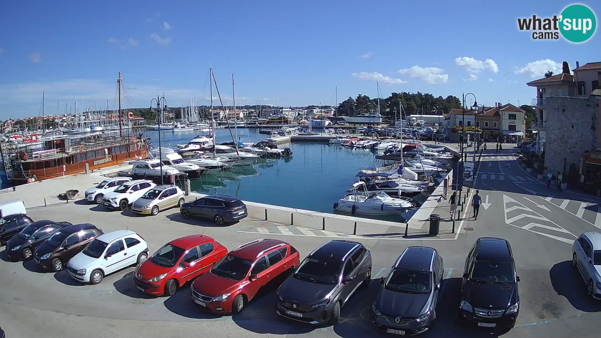 Novigrad | Porporela marina