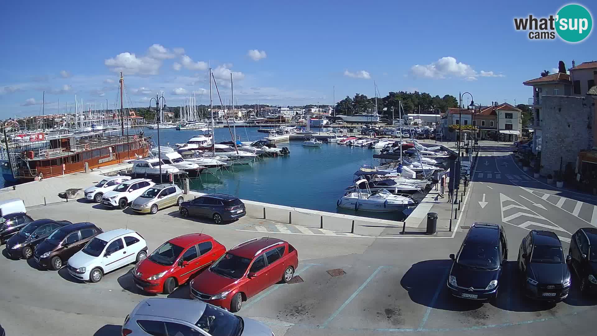 Novigrad | Porporela marina