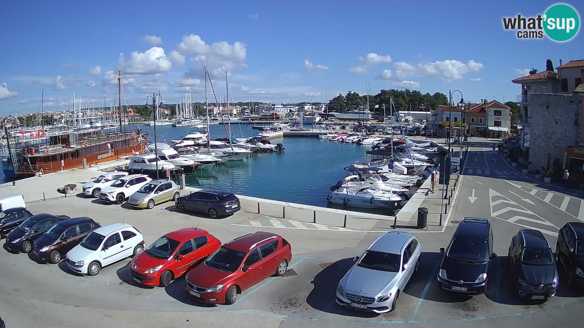 Novigrad | Porporela marina
