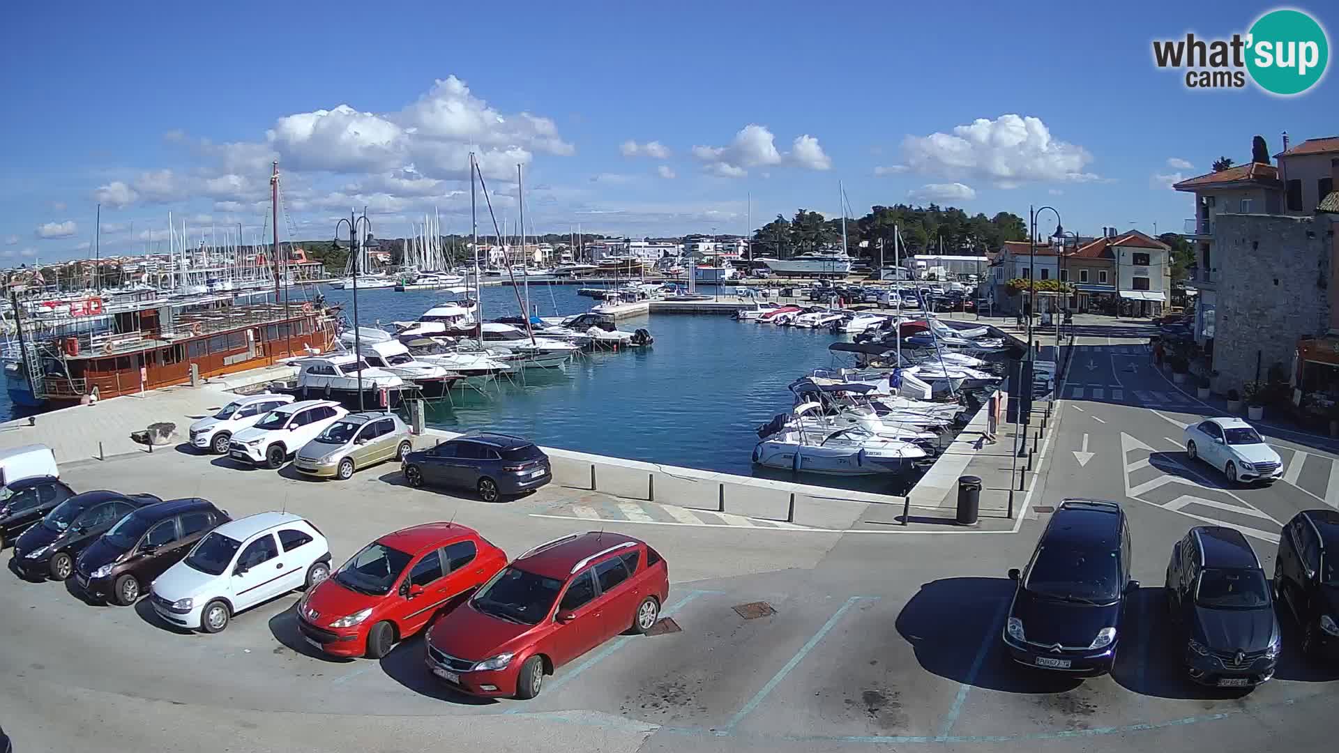 Novigrad | Porporela marina