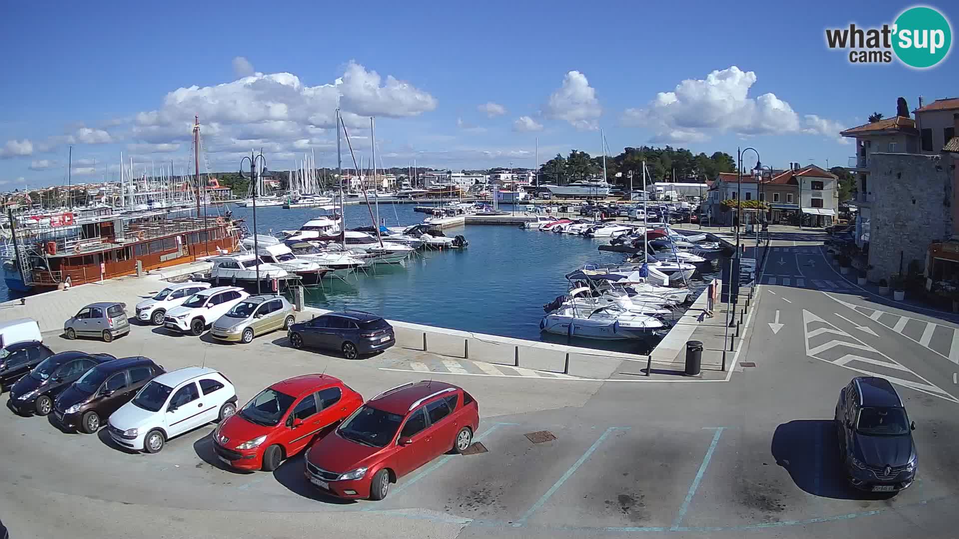 Novigrad | Porporela marina