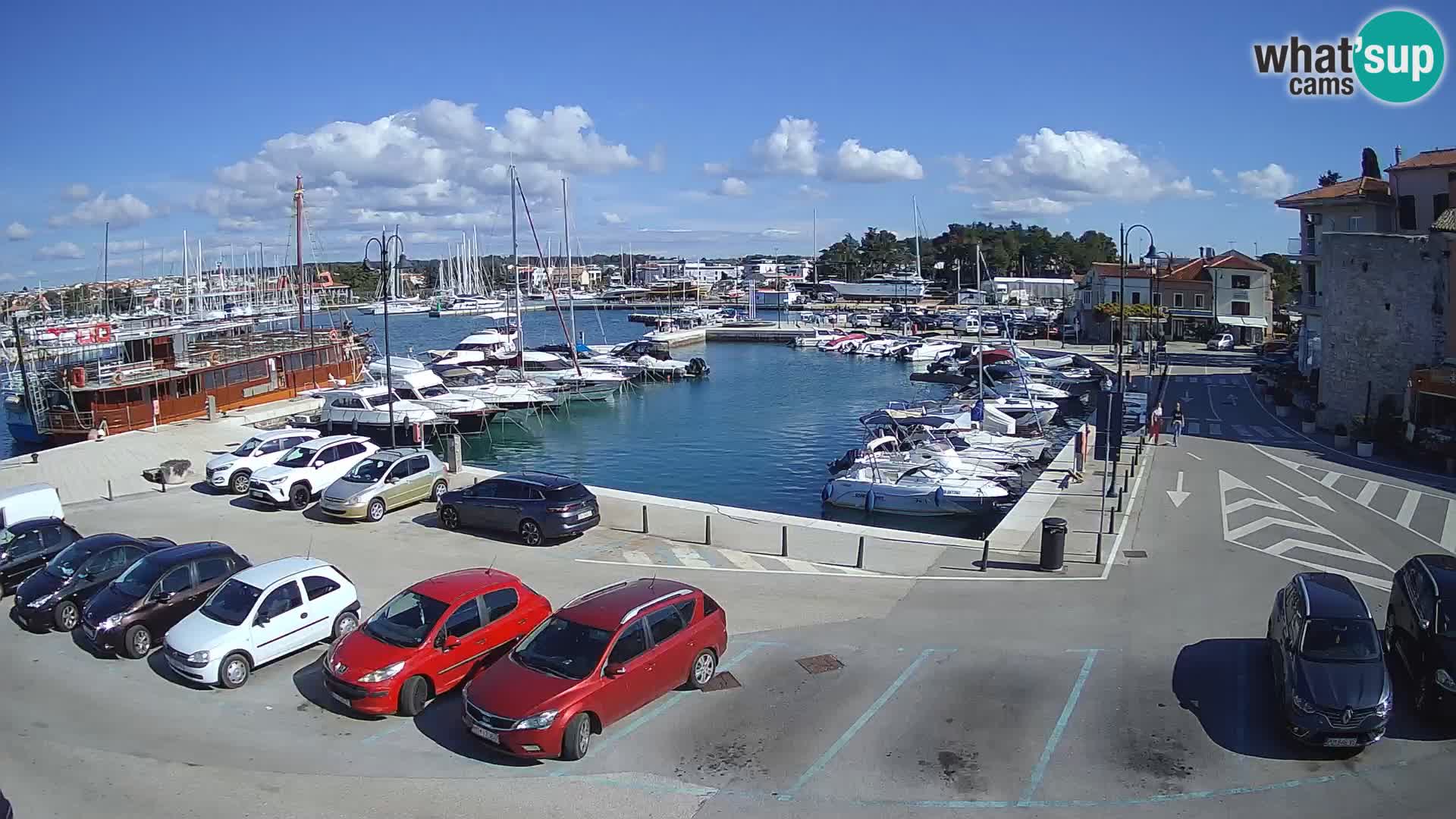 Novigrad | Porporela marina