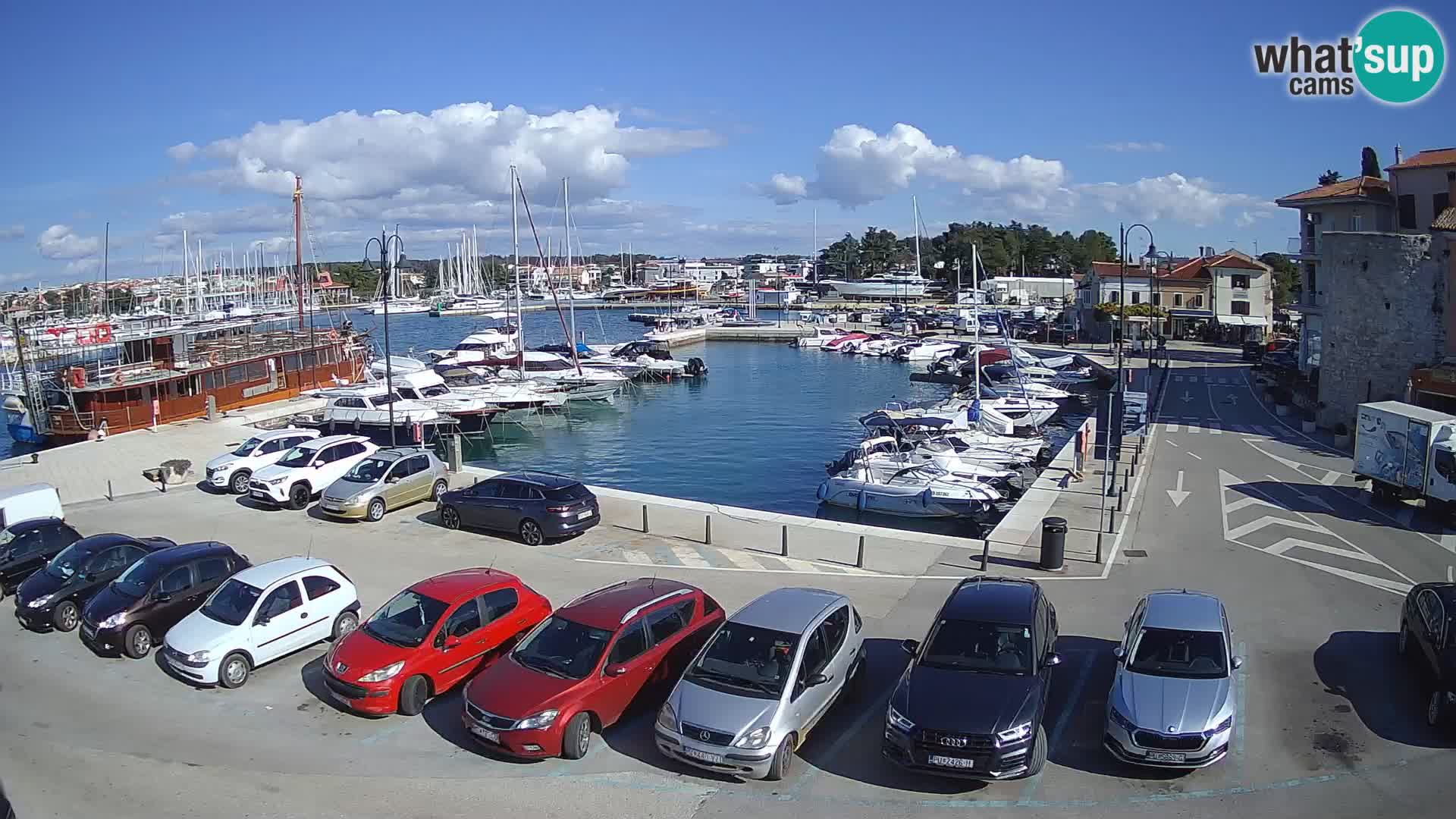 Novigrad | Porporela marina