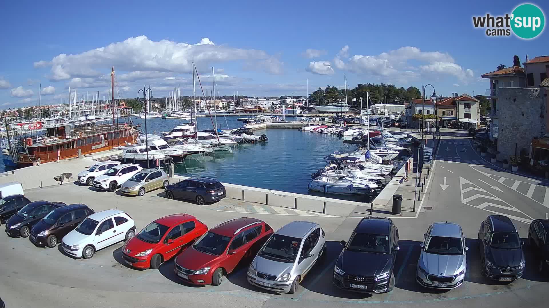 Novigrad | Porporela marina