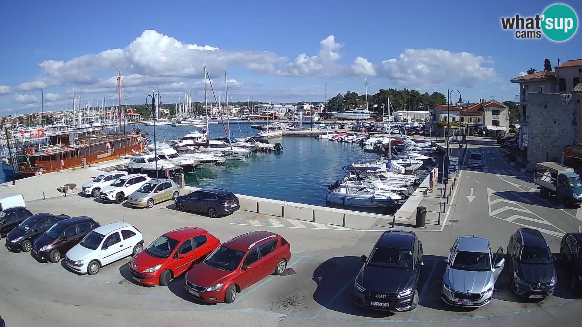 Novigrad | Porporela marina