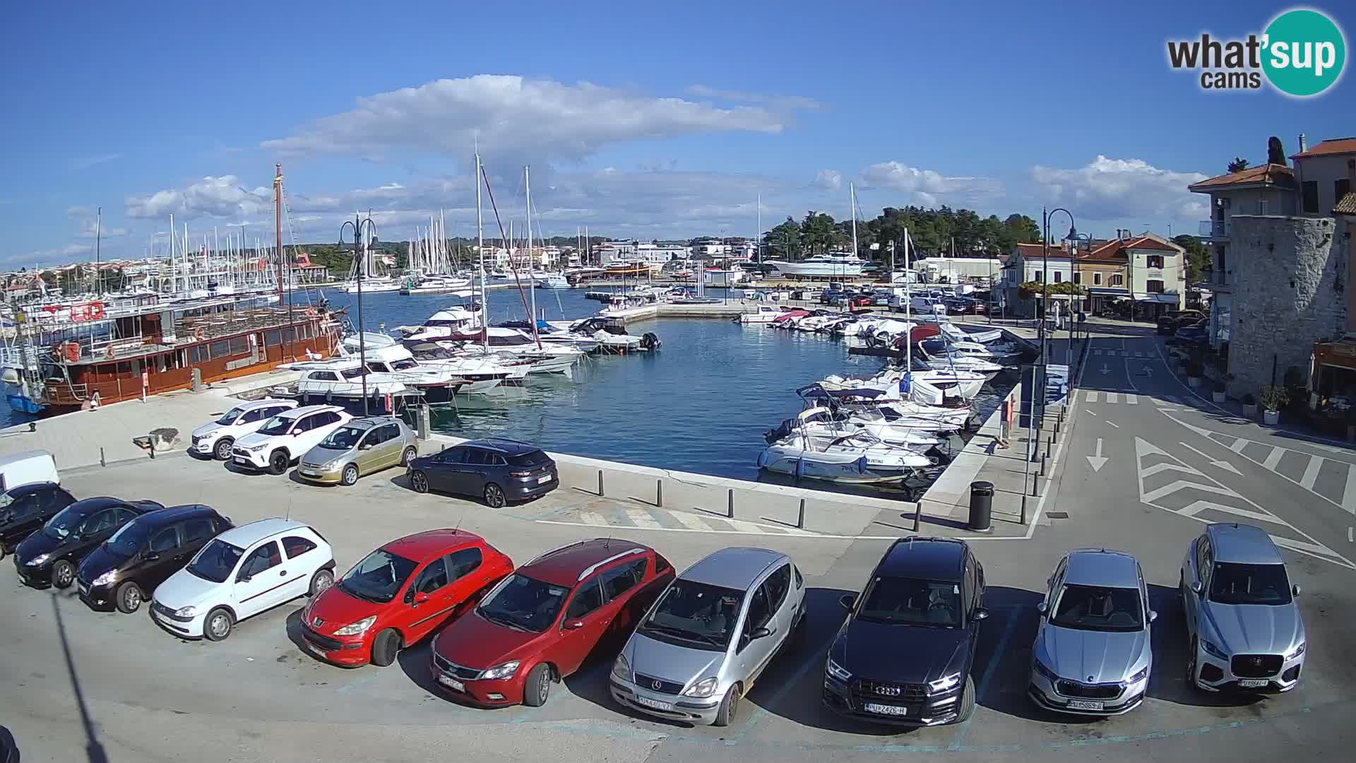 Novigrad | Porporela marina