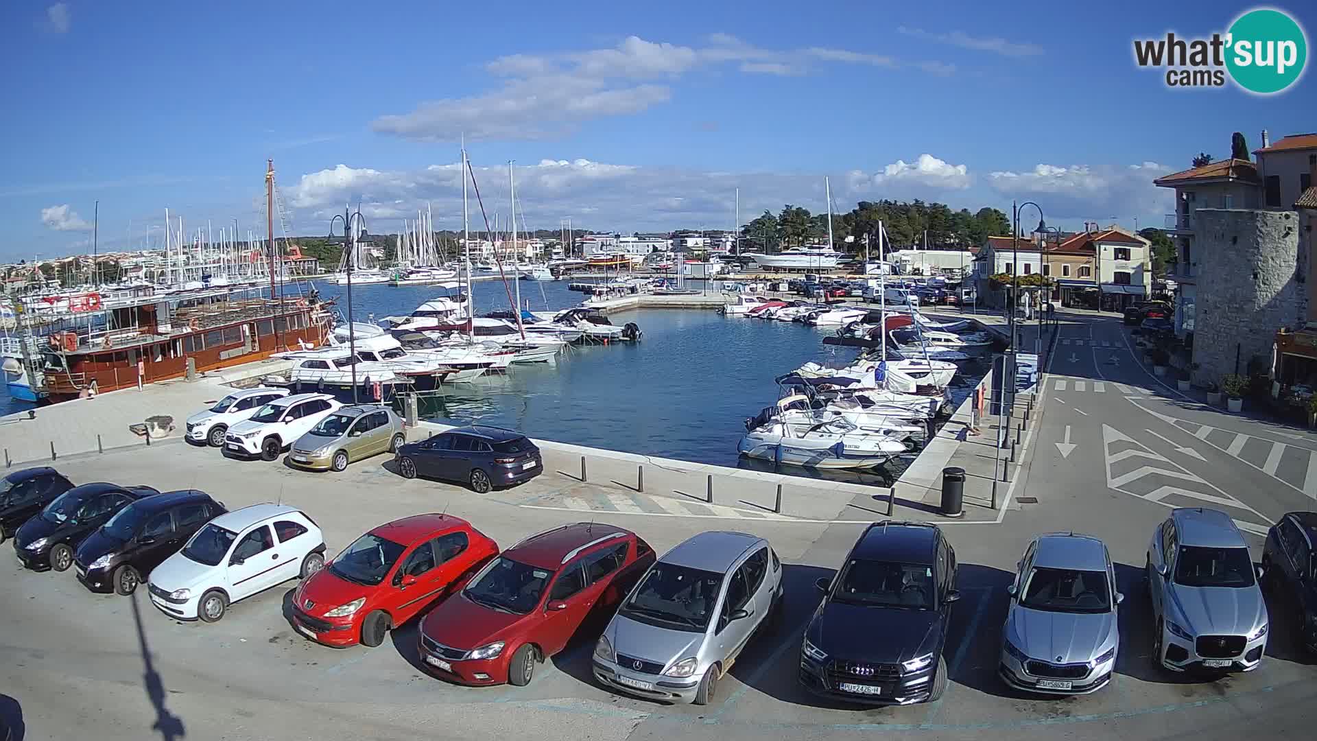 Novigrad | Porporela marina