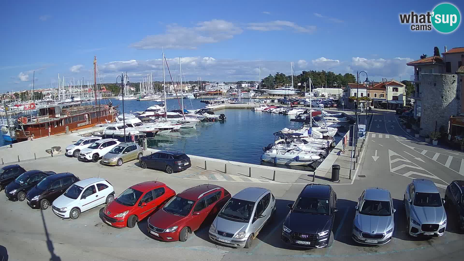Novigrad | Porporela marina