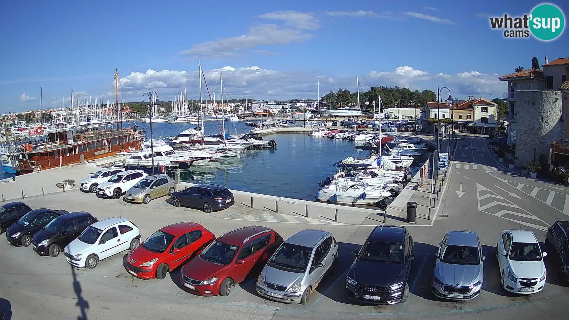 Novigrad | Porporela marina
