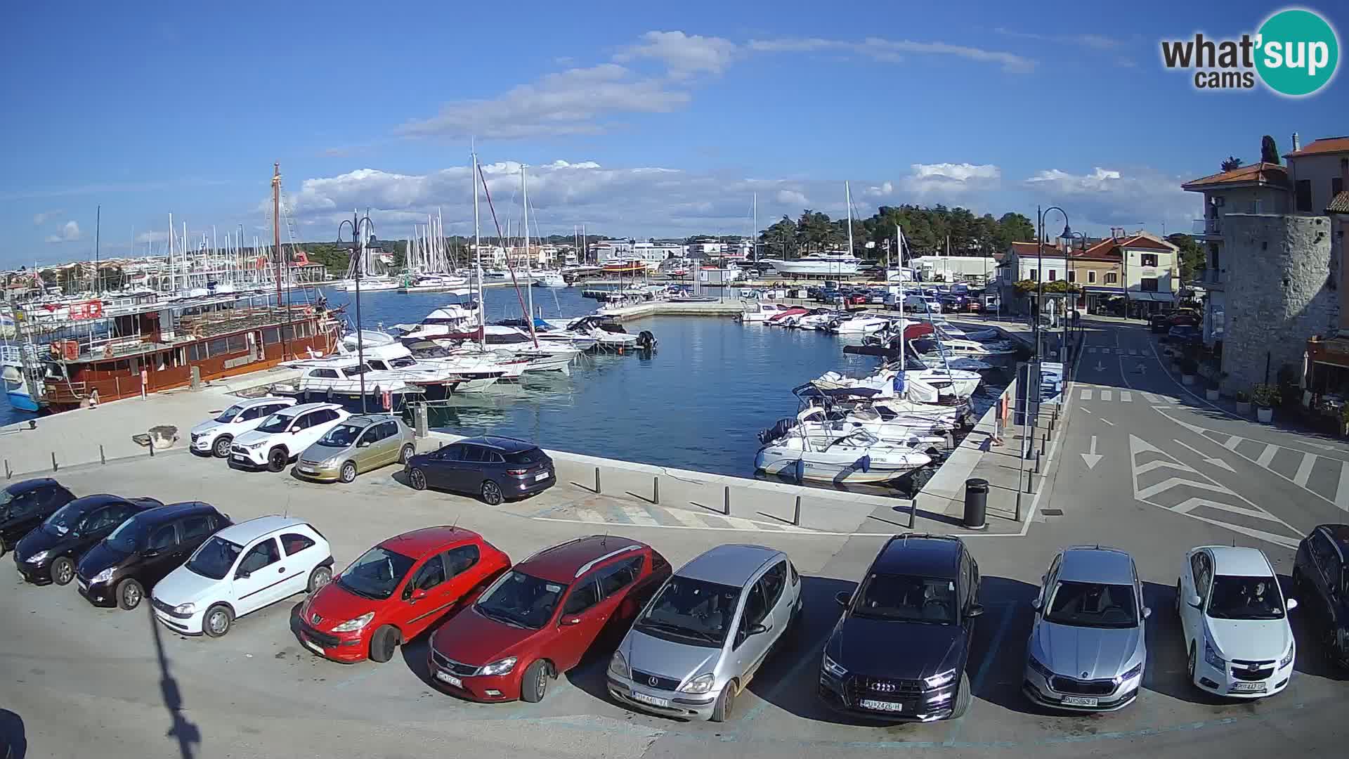 Novigrad | Porporela marina