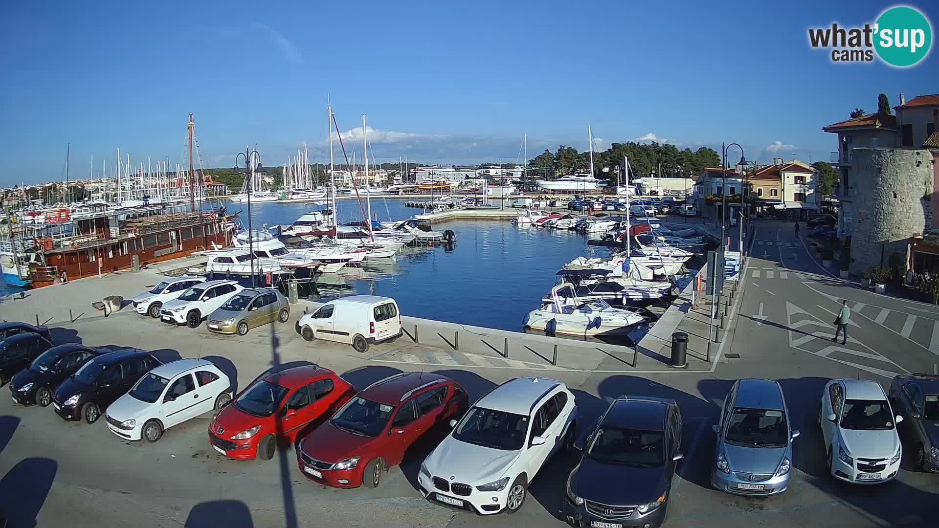 Novigrad | Porporela marina